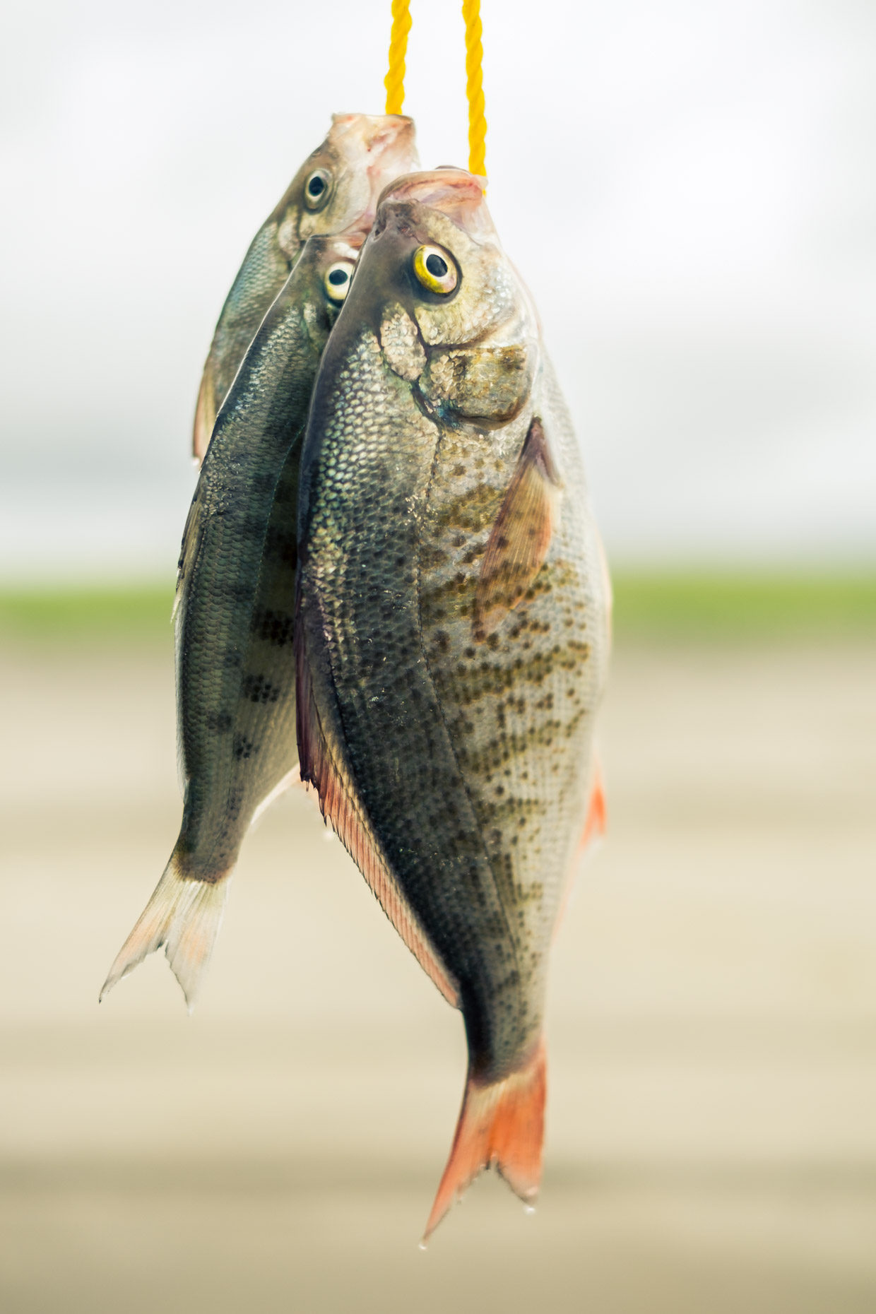 Surf Perch